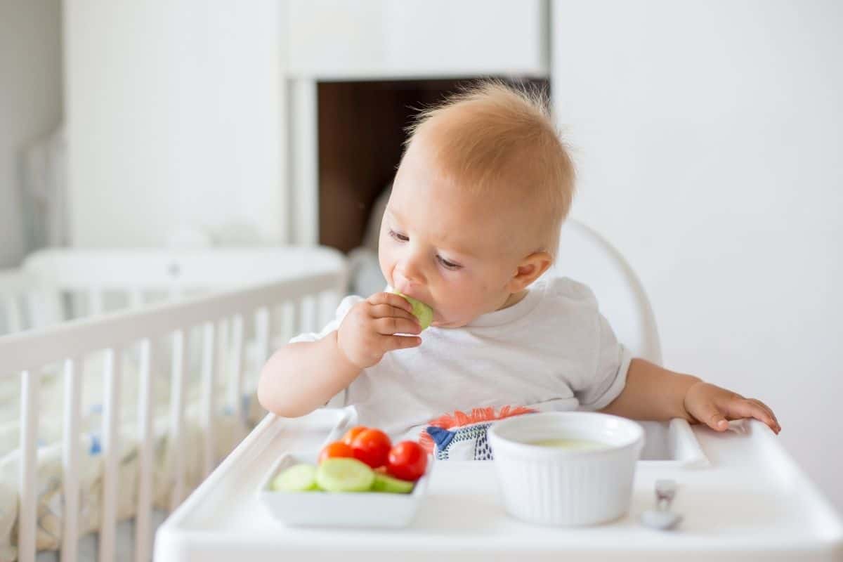 Blonde baby self-feeding cucumber in high chair