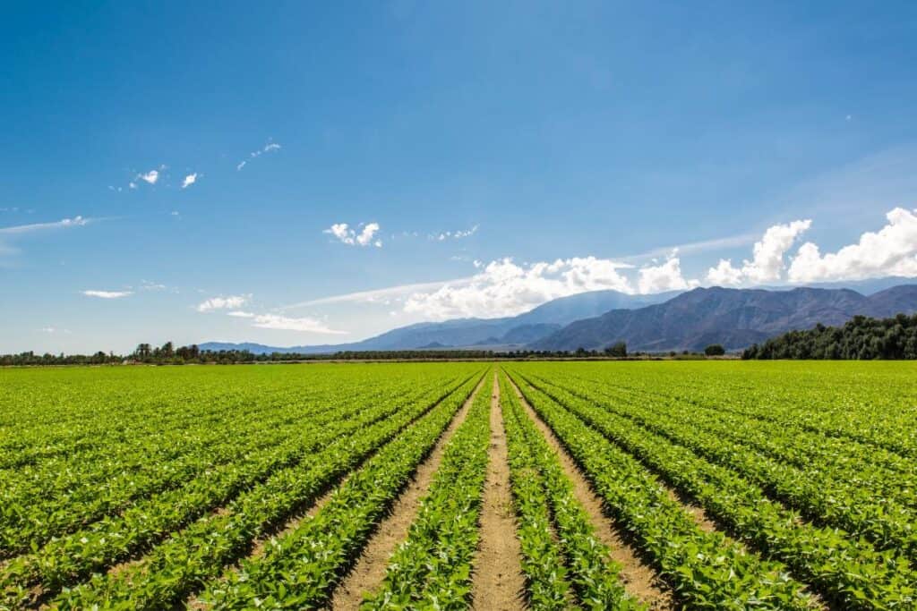 A farmer's filed on a bright sunny day with mountains in the background.